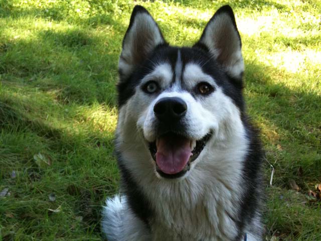 Although Siberian Huskies may look like fierce wolves, they have the heart of Casanova.