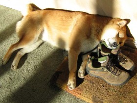 <a href="http://www.shibashake.com/dog/shiba-inu-a-dog-that-is-more-like-a-cat" target="_top">Shiba Inu - A Dog that is More Like a Cat</a>
