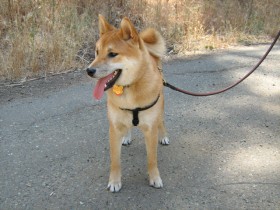 <a href="http://www.shibashake.com/dog/dog-to-dog-greeting-aggression" target="_top">Dog to Dog Greetings and Aggression</a>