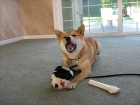 <a href="http://www.shibashake.com/dog/debarking-should-it-be-legal" target="_top">Debarking - Should it be Legal?</a>
