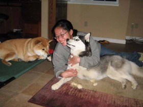 Shiba Inu Sephy and Siberian Husky Shania Photos and Pictures.