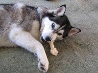 Siberian Shania - my furry best friend.