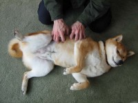Shiba Sephy - A closet homebody.
