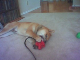 <a href="http://www.shibashake.com/dog/stop-food-aggression-stop-resource-guarding" target="_top">Stop Food Aggression, Stop Resource Guarding</a>