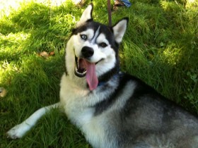 <a href="http://www.shibashake.com/dog/merry-christmas-and-happy-holidays" target="_top">Merry Christmas and Happy Holidays</a>