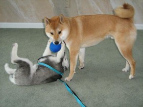 <a href="http://www.shibashake.com/dog/hyperactive-dogs-how-to-calm-a-hyper-dog-or-hyper-puppy" target="_top">Hyperactive Dogs - How to Calm a Hyper Dog or Hyper Puppy</a>