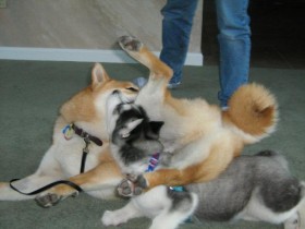 <a href="http://www.shibashake.com/dog/dogs-are-not-human" target="_top">Dogs Are Not Human!</a>