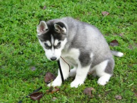 <a href="http://www.shibashake.com/dog/puppy-training-tips-and-advice" target="_top">Puppy Training Tips and Advice</a>