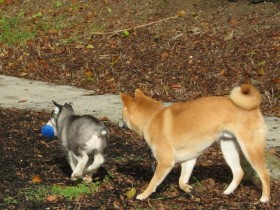 <a href="http://www.shibashake.com/dog/dog-escape-why-dogs-run-away" target="_top">Why Dogs Run Away and How to Stop Dog Escapes</a>