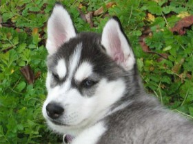 <a href="http://www.shibashake.com/dog/siberian-husky-before-buying-a-siberian-husky-puppy" target="_top">Before Buying a Siberian Husky Puppy</a>