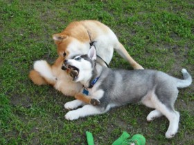 <a href="http://www.shibashake.com/dog/puppy-biting-how-to-stop-puppy-biting" target="_top">Puppy Biting - How to Stop Puppy Biting</a>