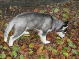 <a href="http://www.shibashake.com/dog/happy-doggie-thanksgiving" target="_top">Happy, Doggie, Thanksgiving!</a>