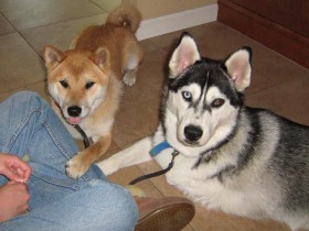 <a href="http://www.shibashake.com/dog/cesar-millans-positive-reinforcement-techniques" target="_top">Cesar Millan's Positive Reinforcement Techniques</a>