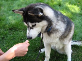 <a href="http://www.shibashake.com/dog/food-training-good-bad-bribery" target="_top">Food Training - Good, Bad, or Bribery?</a>