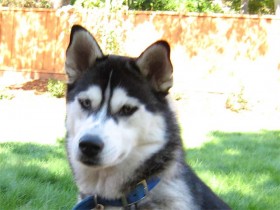 <a href="http://www.shibashake.com/dog/siberian-husky-for-sale" target="_top">Siberian Husky for Sale</a>