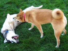 <a href="http://www.shibashake.com/dog/dog-park-fun-or-dangerous-for-dogs" target="_top">Dog Park - Fun or Dangerous for Dogs?</a>