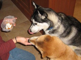 <a href="http://www.shibashake.com/dog/using-food-in-dog-training-bribery-or-reward" target="_top">Using Food in Dog Training - Bribery or Reward?</a>