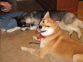 <a href="http://www.shibashake.com/dog/shiba-inu-sephys-resume" target="_top">Shiba Inu Sephy