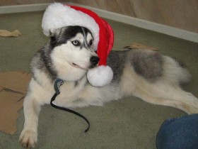 <a href="http://www.shibashake.com/dog/dog-christmas-gifts" target="_top">Dog Christmas Gifts</a>
