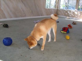 <a href="http://www.shibashake.com/dog/exercise-your-shiba-inu" target="_top">Exercise Your Shiba Inu</a>