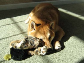 <a href="http://www.shibashake.com/dog/cesar-millan-vs-victoria-stilwell" target="_top">Cesar Millan vs. Victoria Stilwell</a>