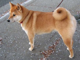 <a href="http://www.shibashake.com/dog/just-slap-him-on-the-muzzle" target="_top">Just Slap Him on the Muzzle</a>