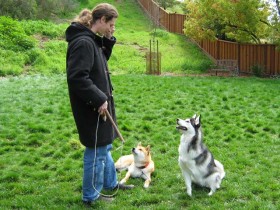 <a href="http://www.shibashake.com/dog/should-i-follow-cesar-millans-dog-training-techniques" target="_top">Should I Follow Cesar Millan's Dog Training Techniques?</a>