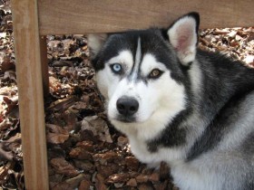 <a href="http://www.shibashake.com/dog/dog-psychology-and-cesar-millan" target="_top">Dog Psychology and Cesar Millan</a>