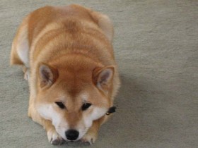 <a href="http://www.shibashake.com/dog/shiba-inu-mame-shiba-jomon-shiba-everything-shiba" target="_top">Shiba Inu, Mame Shiba, Jomon Shiba, Everything Shiba!</a>