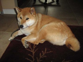 <a href="http://www.shibashake.com/dog/pack-leader-to-a-shiba-inu" target="_top">Pack Leader to a Shiba Inu</a>