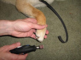 <a href="http://www.shibashake.com/dog/dog-foot-care" target="_top">Dog Foot Care</a>