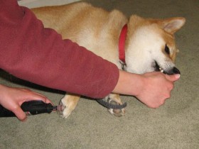 <a href="http://www.shibashake.com/dog/home-dog-grooming-tips" target="_top">Home Dog Grooming Tips</a>