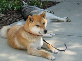 <a href="http://www.shibashake.com/dog/are-shiba-inus-truly-independent" target="_top">Are Shiba Inus Truly Independent?</a>