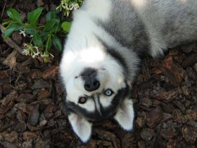 <a href="http://www.shibashake.com/dog/charged-by-a-dog" target="_top">Charged by a Dog</a>