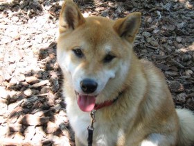 <a href="http://www.shibashake.com/dog/shiba-inu-training-secrets" target="_top">Shiba Inu Training Secrets</a>
