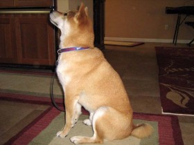 <a href="http://www.shibashake.com/dog/operant-conditioning-and-dog-training" target="_top">Operant Conditioning and Dog Training</a>