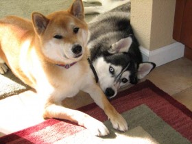 <a href="http://www.shibashake.com/dog/shiba-vs-siberian" target="_top">Shiba vs. Siberian</a>