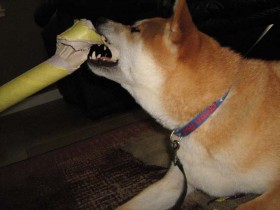 <a href="http://www.shibashake.com/dog/dogs-children-prevent-dog-attacks" target="_top">Dogs, Children - Prevent Dog Attacks</a>