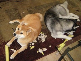 <a href="http://www.shibashake.com/dog/what-do-dogs-want-for-christmas" target="_top">What Do Dogs Want for Christmas?</a>