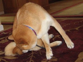 <a href="http://www.shibashake.com/dog/the-butt-sniff" target="_top">The Butt Sniff</a>