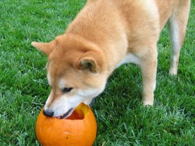 <a href="http://www.shibashake.com/dog/a-dogs-halloween-pumpkin-fun" target="_top">A Dog