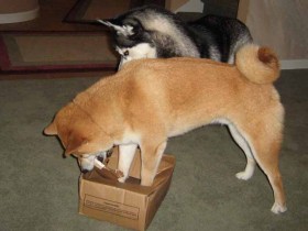 <a href="http://www.shibashake.com/dog/happy-doggy-birthday" target="_top">Happy Doggy Birthday</a>