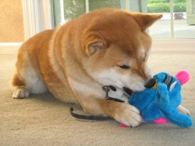 <a href="http://www.shibashake.com/dog/resource-guarding-shiba-inu" target="_top">Resource Guarding - "Mine!", Says the Shiba Inu</a>